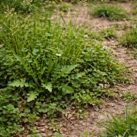 道端にはえた雑草