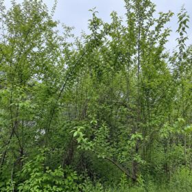 たつの市での庭木の剪定・草刈り作業の様子