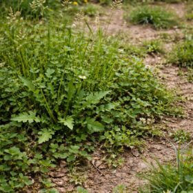 手入れが行き届かず雑草が生い茂ったお庭の様子